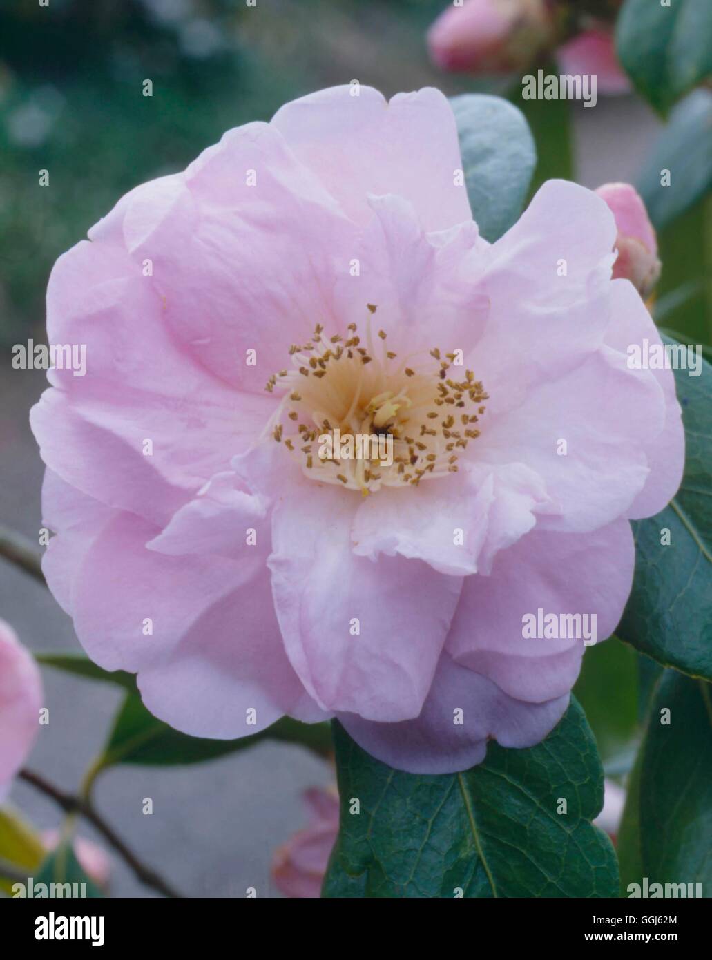 Camellia x williamsii - `Exaltation'   CAM048856 Stock Photo